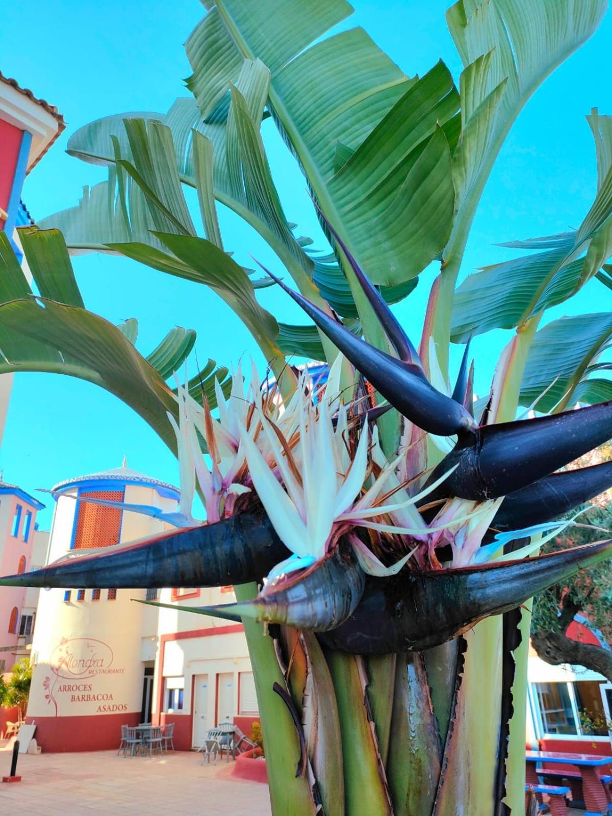 Casa De Buenos Dias Apartman Torrevieja Kültér fotó